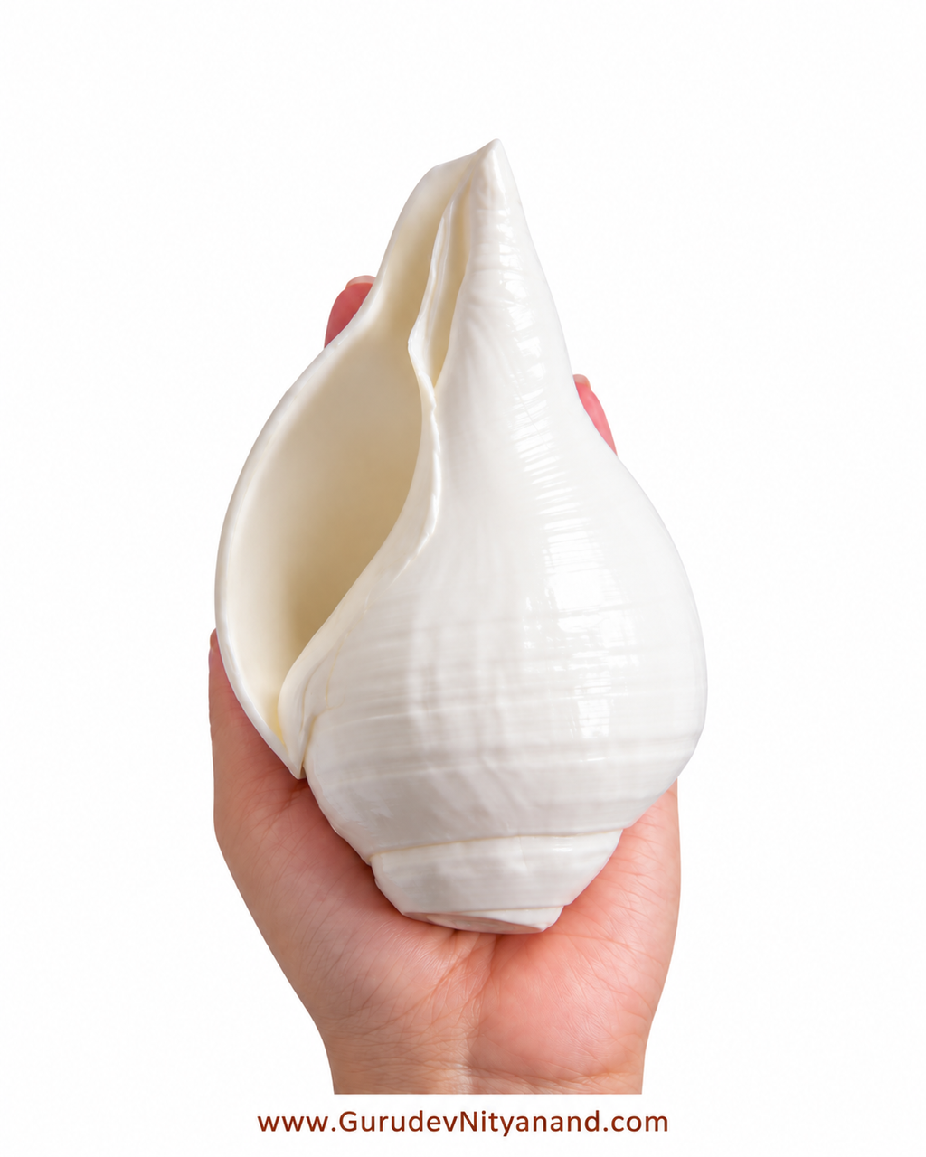 Natural Shankh Vishnu Shankh (Natural White)
A Deep vibrating sound from Indian Ocean