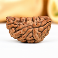 1 Mukhi Rudraksha Half Moon