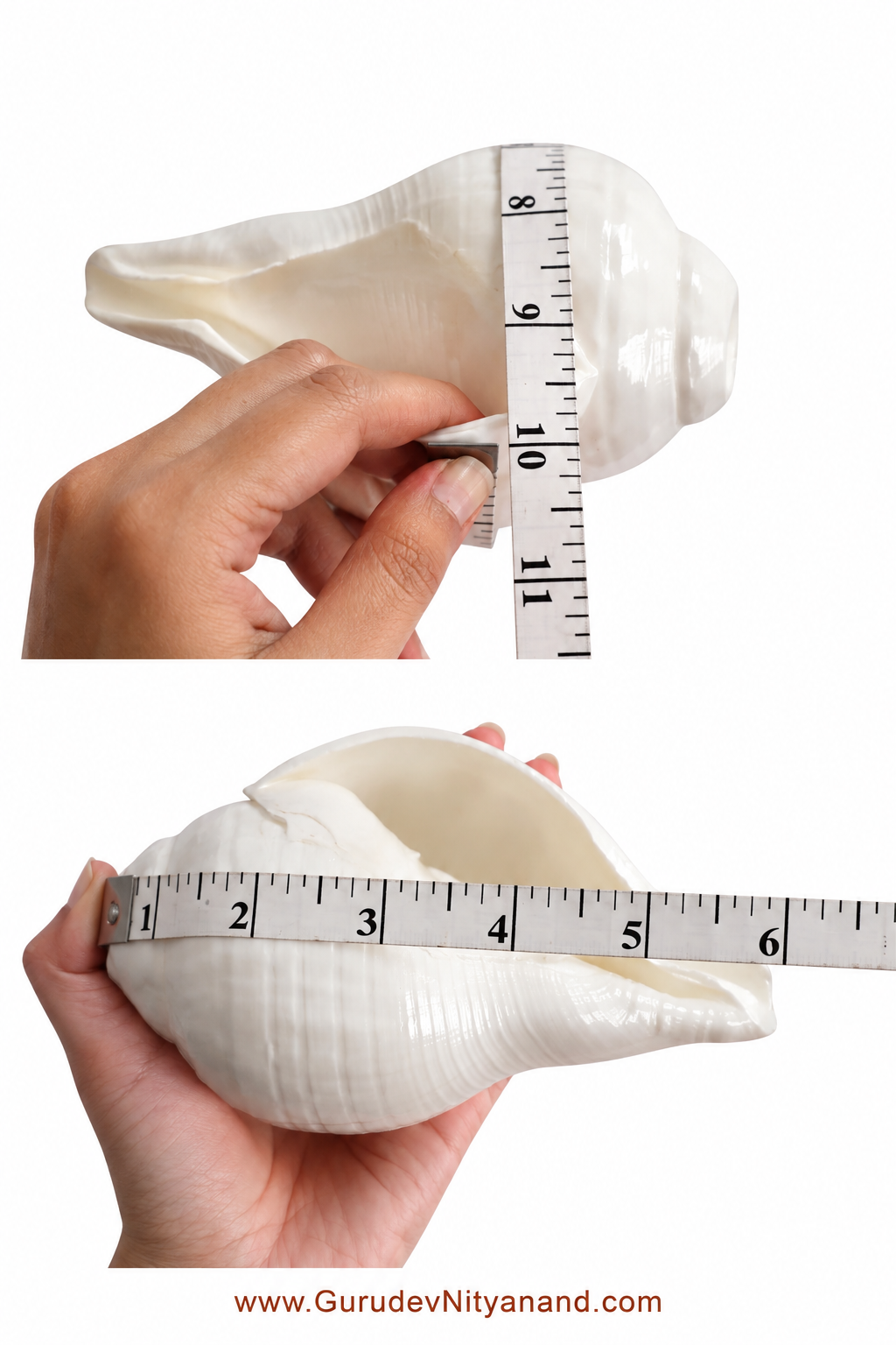 Natural Shankh Vishnu Shankh (Natural White)
A Deep vibrating sound from Indian Ocean
