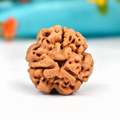 3 Mukhi Nepali Rudraksha