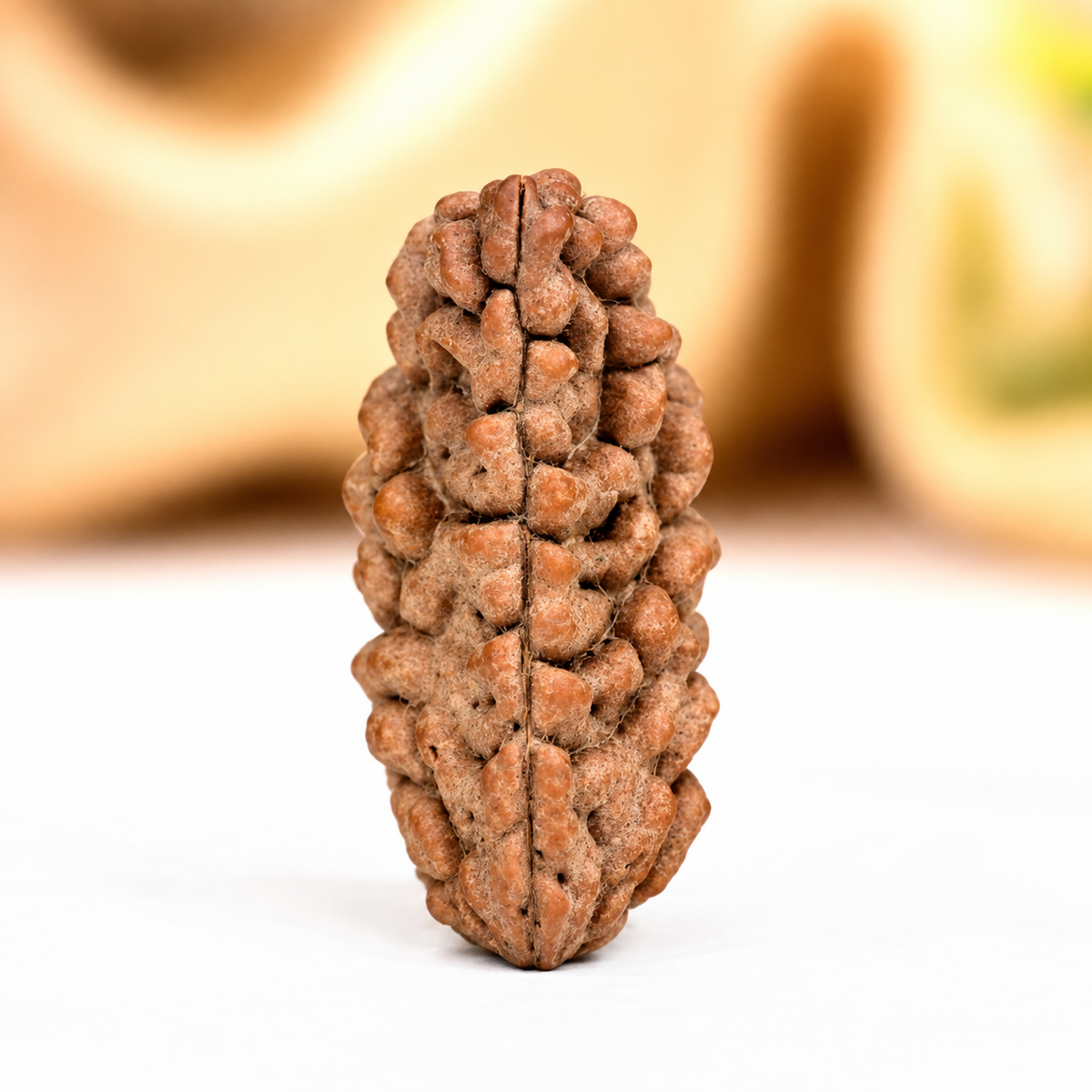 1 Mukhi Rudraksha Half Moon