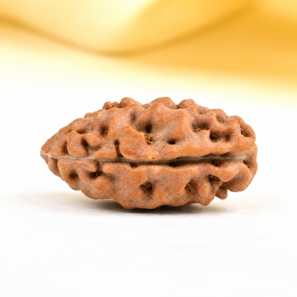 Two Mukhi Rudraksha