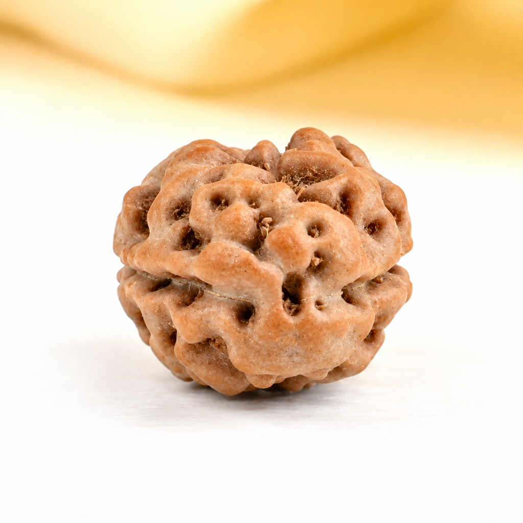 Two Mukhi Rudraksha